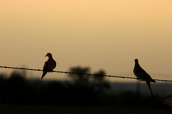 Mourning Dove Silhouette